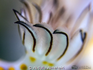 Nudibranchia Macro by Abdulla Almehairi 